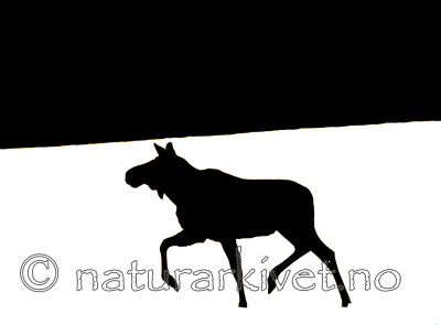 BB 13 0044 / Alces alces / Elg